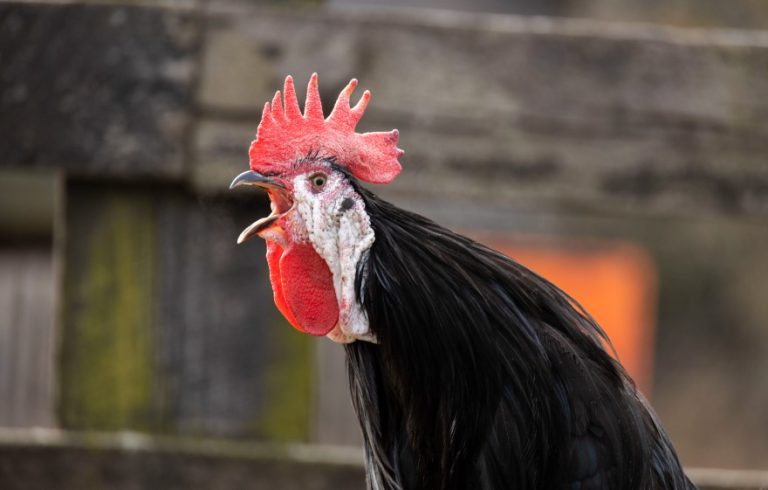 Aggressive Chicken Breeds to Watch Out For