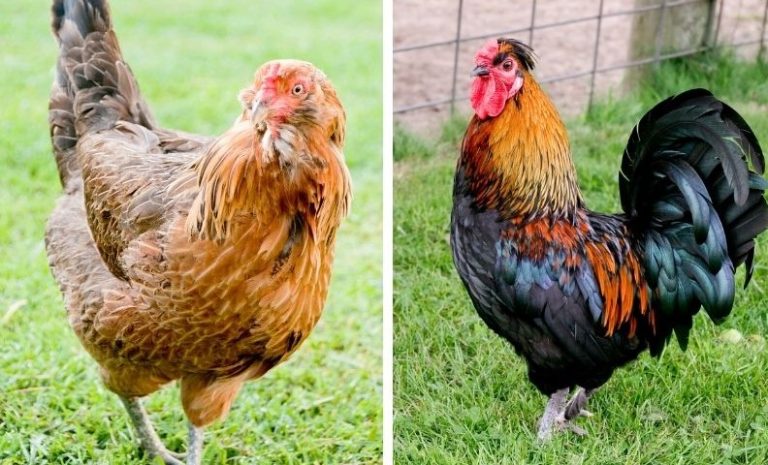 Americana Rooster Vs Hen: The Battle of the Feathers.
