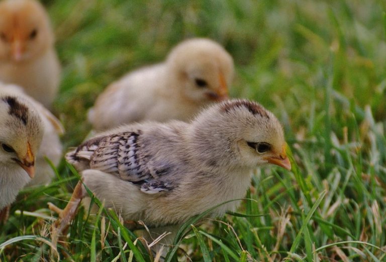 Bantam Chick Identification – Quick Tips & Tricks