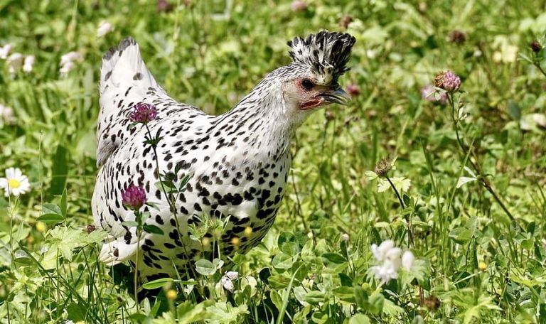 Black and White Speckled Chicken Breeds – Discover the Beauty