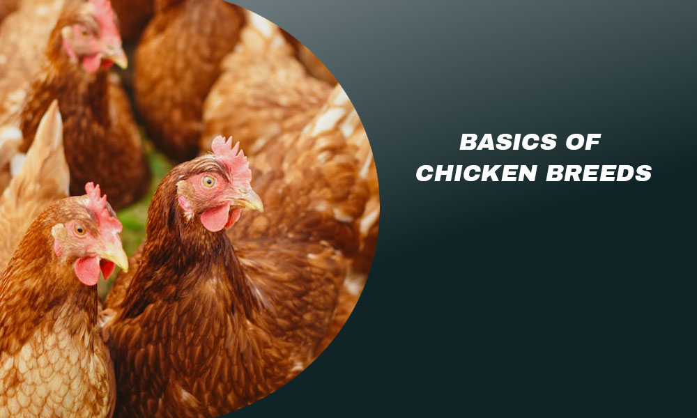Basics Of Chicken Breeds
