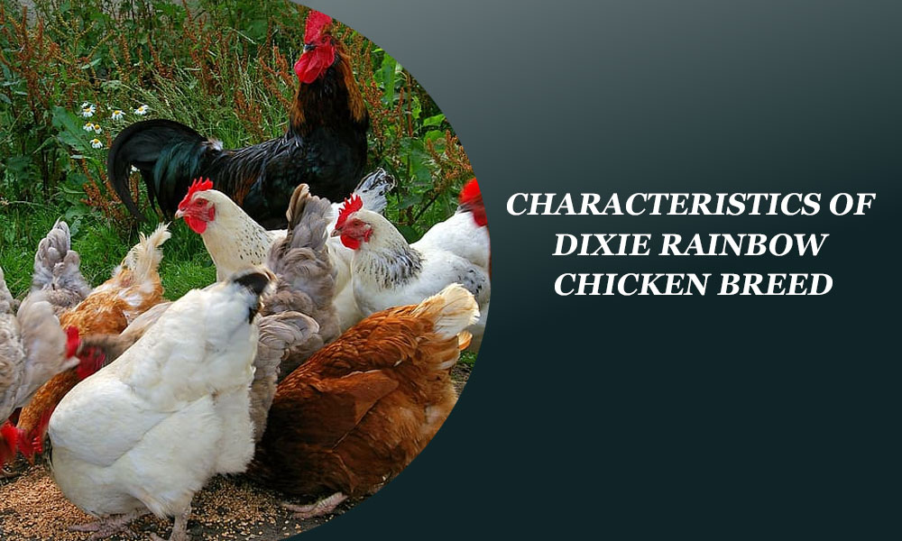 Characteristics Of Dixie Rainbow Chicken Breed