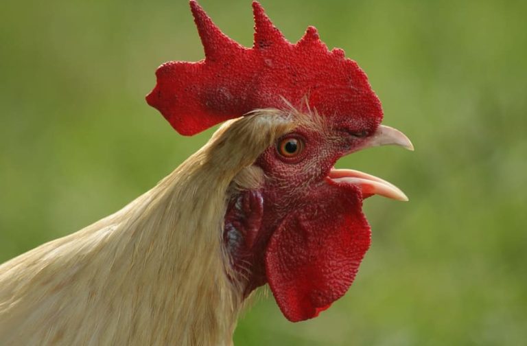 Uncovering the Mystery Behind Chicken Breathing with Mouth Open