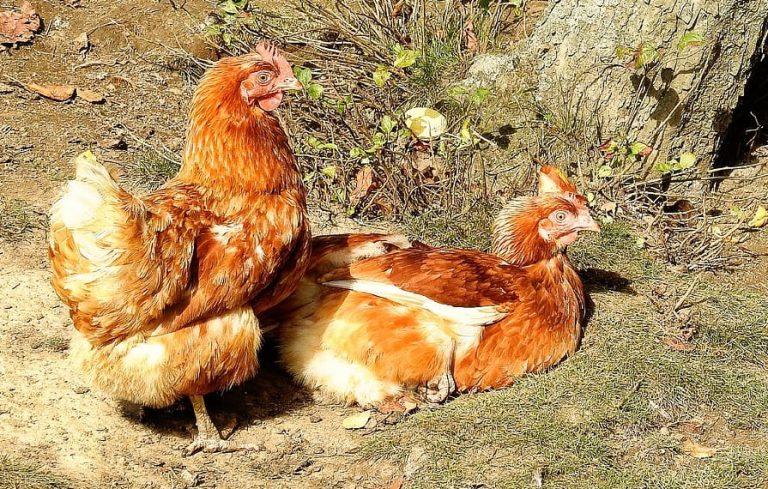 Chicken Molting Behavior: Unlocking the Secrets