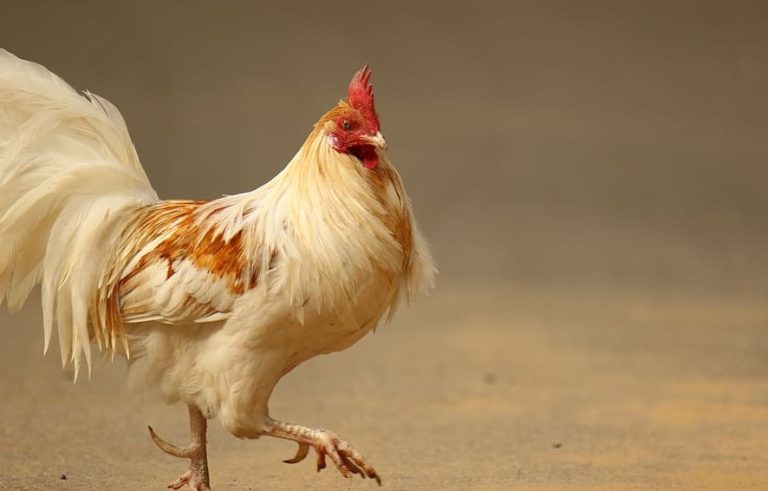 Chickens Walking Backwards: Discover the Weirdness