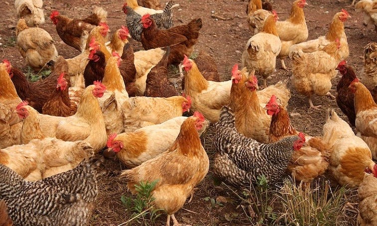 Cost of Live Chicken: The Shocking Truth