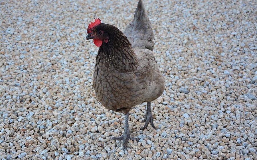 Discover The Deliciousness Of Delaware Blue Hen Chicken