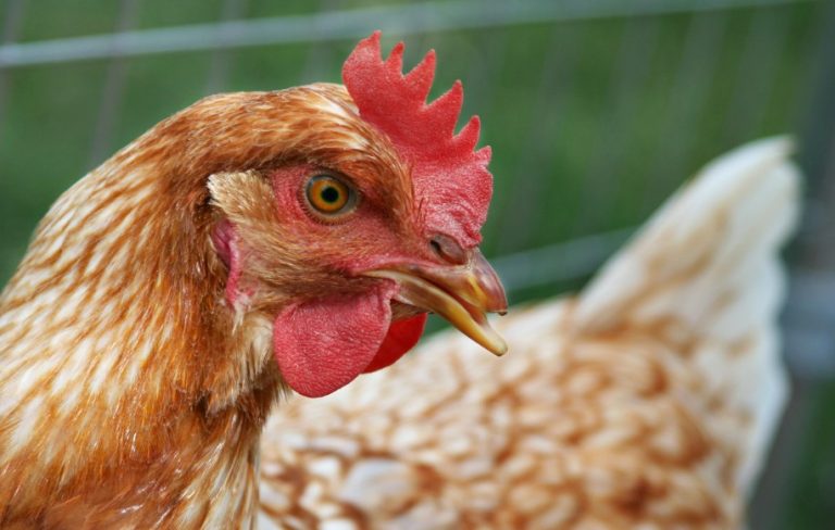 Do Chicken Beaks Grow Back?