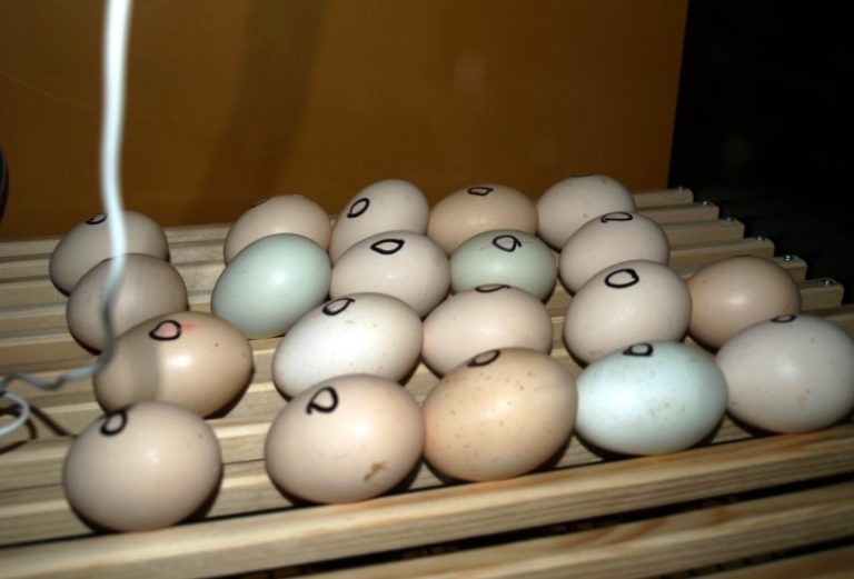 Hatching Chicken Eggs in an Incubator: Hatch Your Own Flock