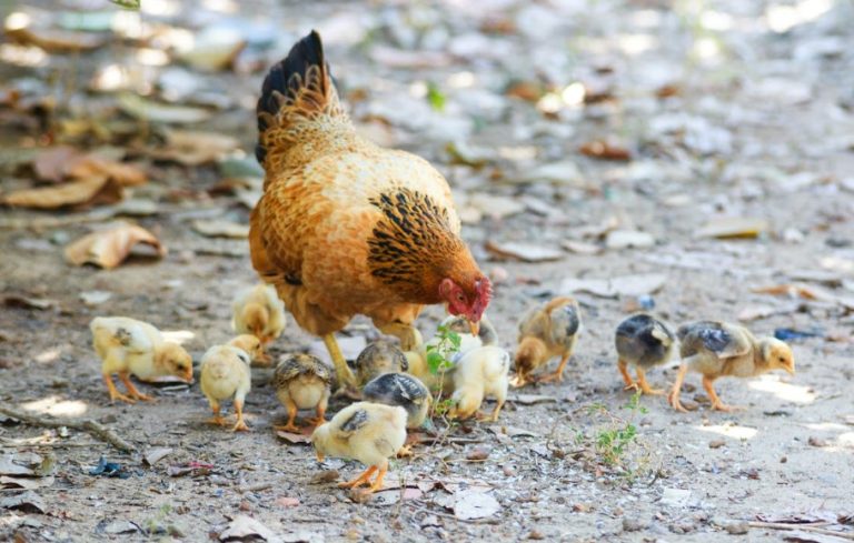 Hen With Chicks: The Adorable Bond of a Motherly Hen.