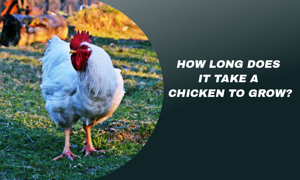 How Long Does It Take a Chicken to Grow