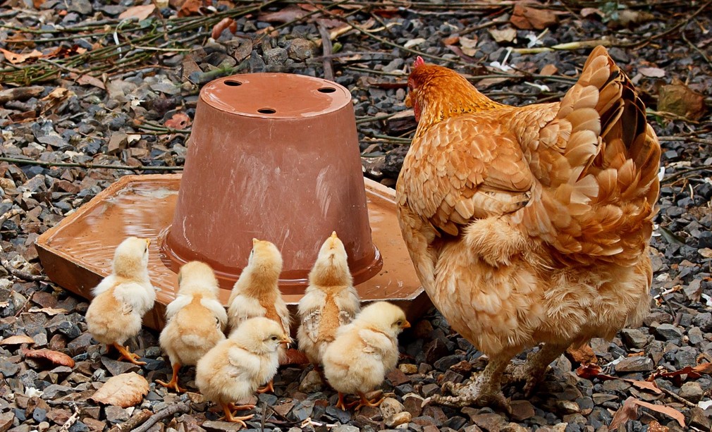 How Many Chicks Can a Hen Raise