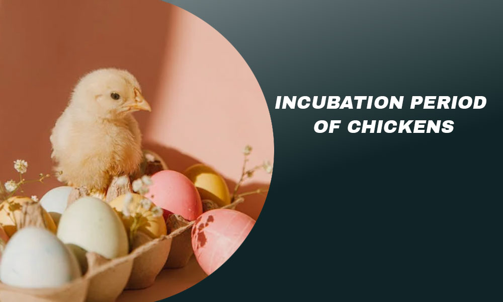Incubation Period Of Chickens